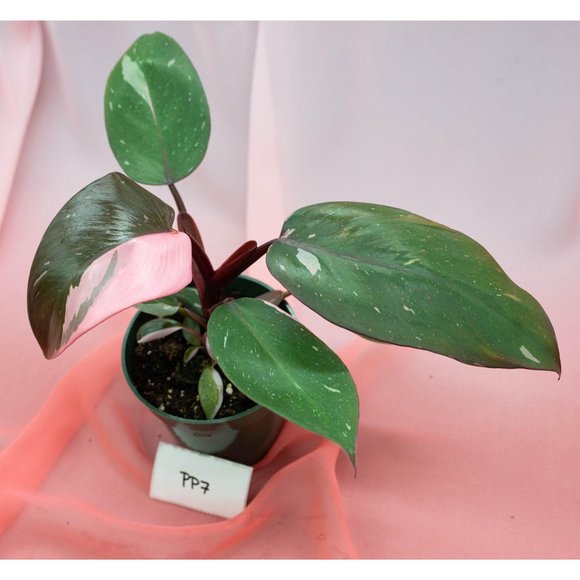 Pink Princess Philodendron 4" US Seller | RARE Pot - Picture 2 of 5